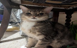 Mixed Breed cats for sale: Tabby Cat (Age 9) - Image 1