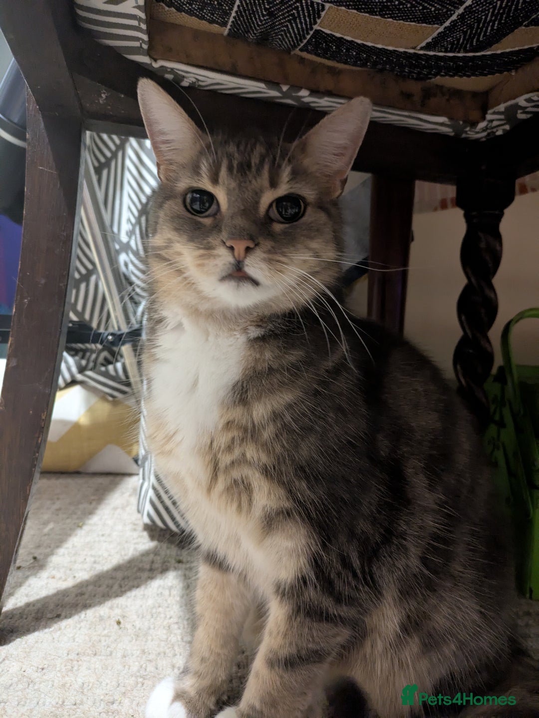 Mixed Breed cats for sale: Tabby Cat (Age 9) - Image 1