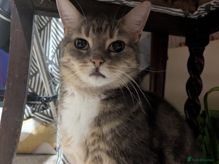 Mixed Breed cats - Advert 10