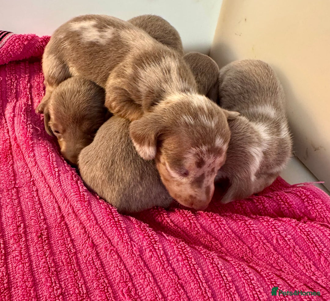 Miniature Dachshund dogs for sale: Miniature dachshunds  - Image 9