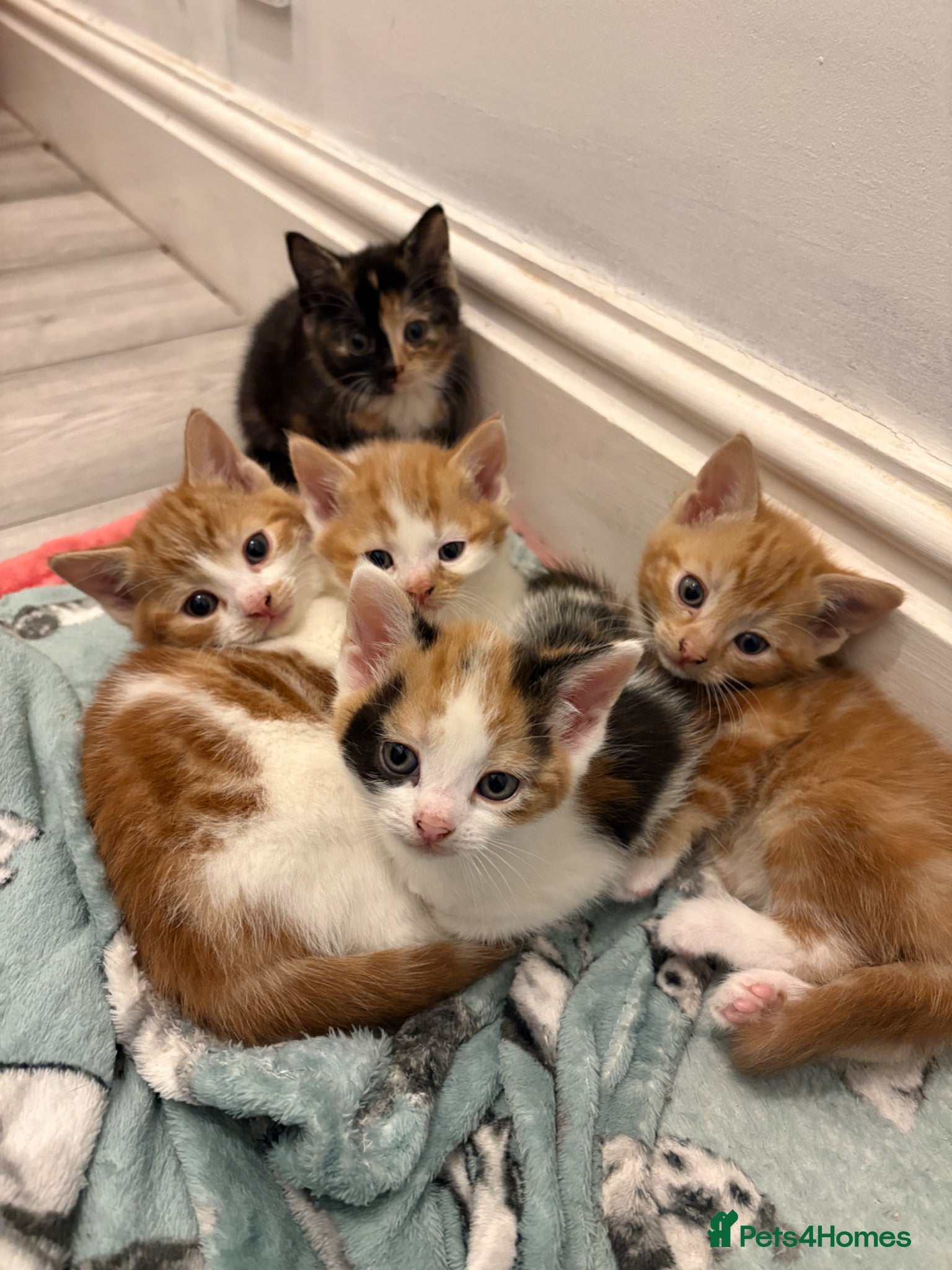 Aegean cats Aegean Kittens looking for forever home ❤️ - Advert 1