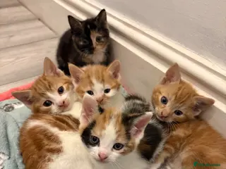 Aegean cats Aegean Kittens looking for forever home ❤️ - Advert 1