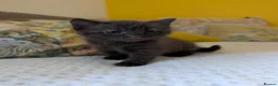 Mixed Breed cats for sale: Adorable Kittens Looking for Their Forever Homes - Advert 2