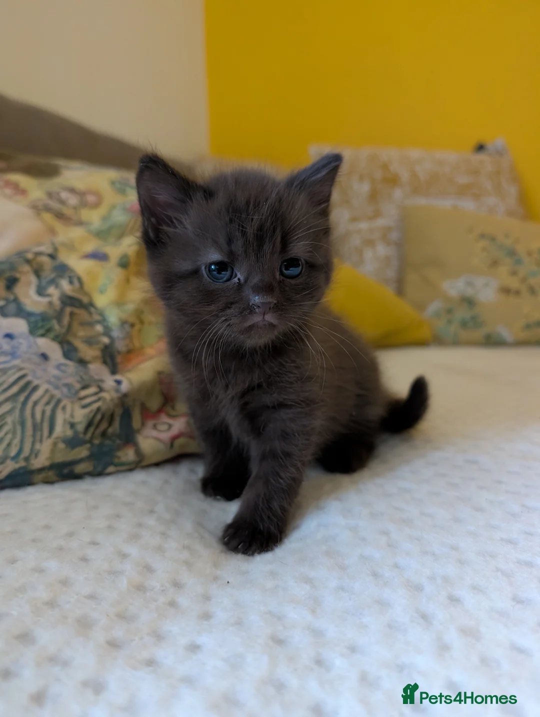 Mixed Breed cats for sale: Adorable Kittens Looking for Their Forever Homes - Advert 2