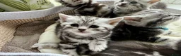 British Shorthair cats for sale: GCCF Rare Show Quality BSH Silver Tabby Kittens  - Advert 29