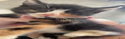 Mixed Breed cats for sale: 5 kittens 8 weeks old - Advert 3