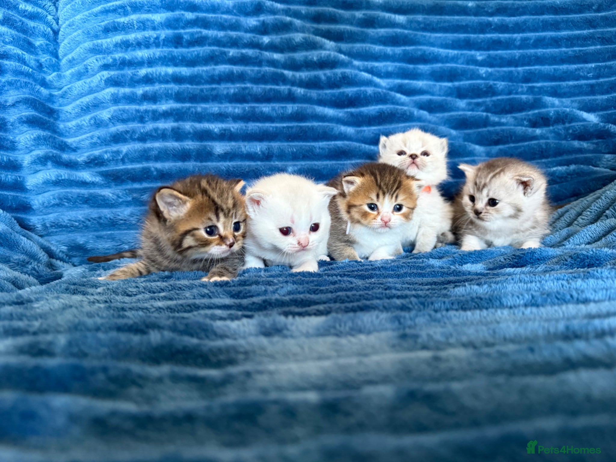 British Shorthair cats British Shorthair kittens - Advert 12