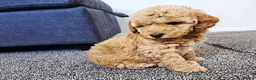 Cockapoo dogs for sale: F1B Show Cockerpoo puppies 3 available girls - Advert 28