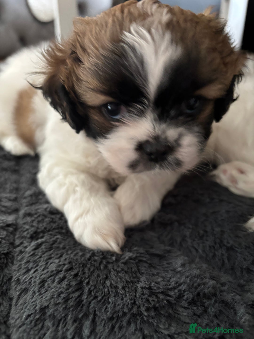 Shih Tzu dogs for sale: Adorable Shih Tzu puppy - Image 5