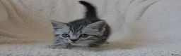 British Shorthair cats for sale: 3 gccf registered British Shorthair silver tabbys  - Advert 8