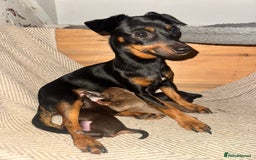 Mixed Breed dogs for sale: Miniature JackChi Puppy’s for sale.  - Image 1