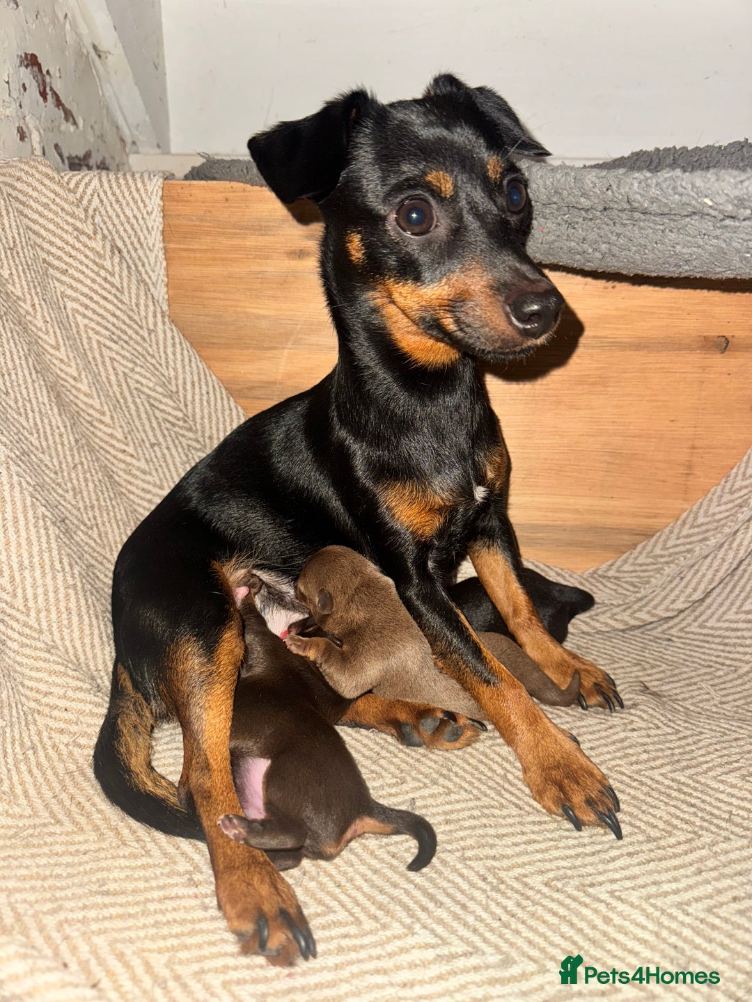 Mixed Breed dogs for sale: Miniature JackChi Puppy’s for sale.  - Image 1