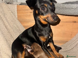 Mixed Breed dogs for sale - Advert 1