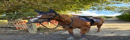 English Thoroughbred horses for sale: 16.2 Chestnut TB Mare - Advert 9