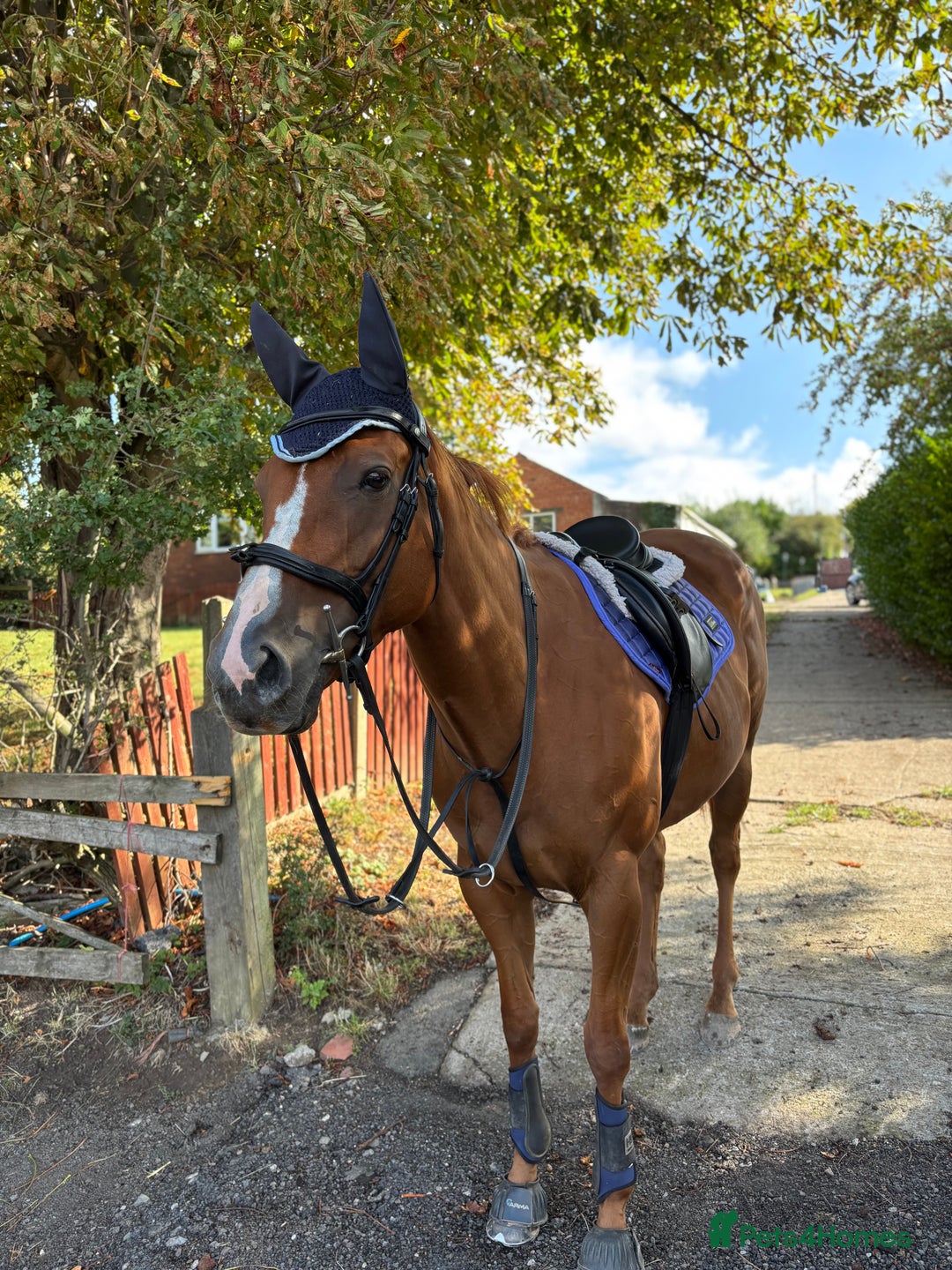 English Thoroughbred horses for sale: 16.2 Chestnut TB Mare - Advert 9