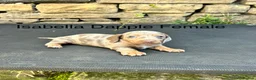 Miniature Dachshund dogs for sale: Miniature Dachsunds males and females - Advert 6
