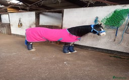Other Breed horses for sale: Ruben - Image 3