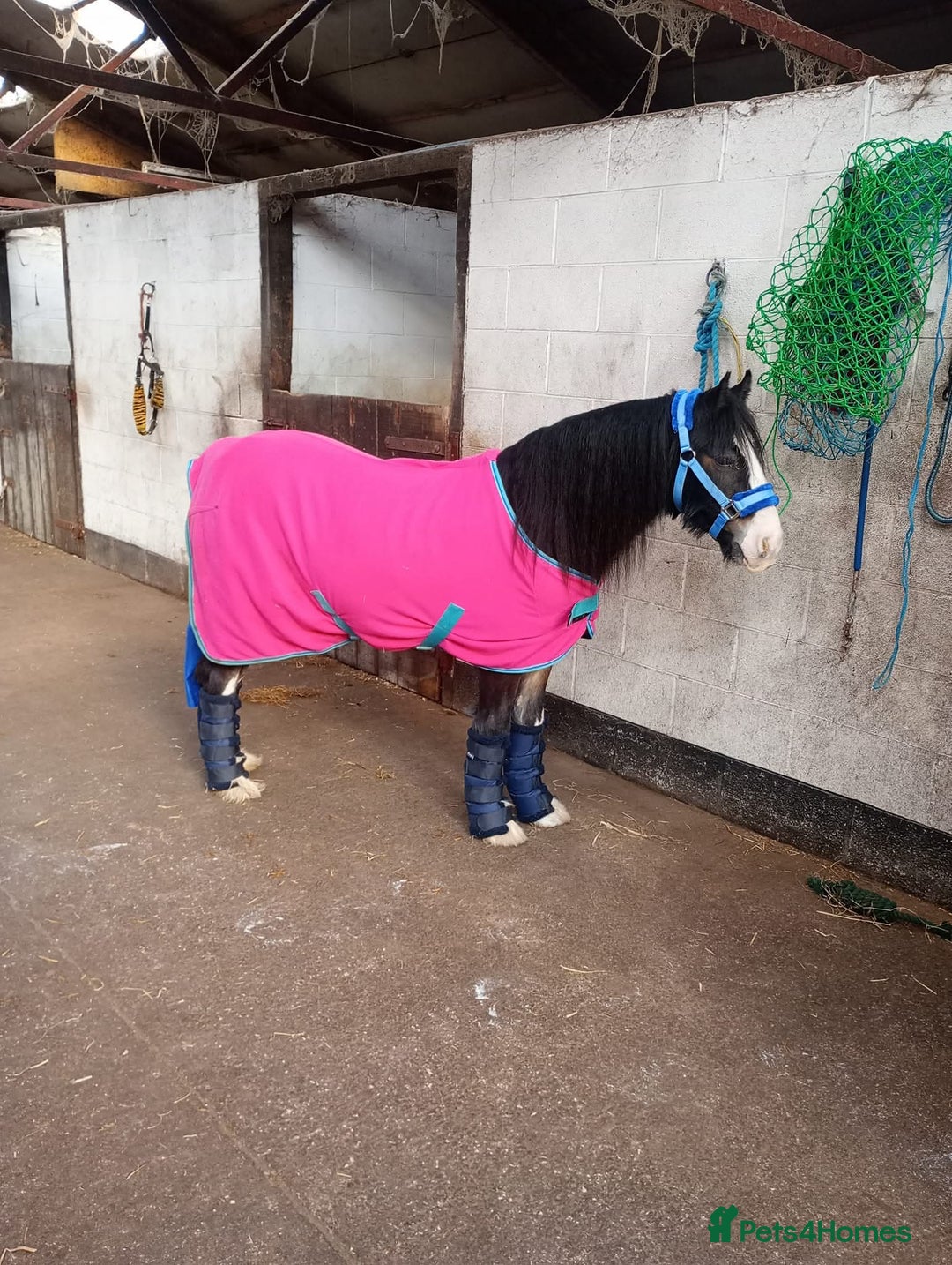 Other Breed horses for sale: Ruben - Image 3