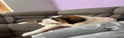 Saint Bernard dogs for sale: 8 month old st bernard - Advert 3