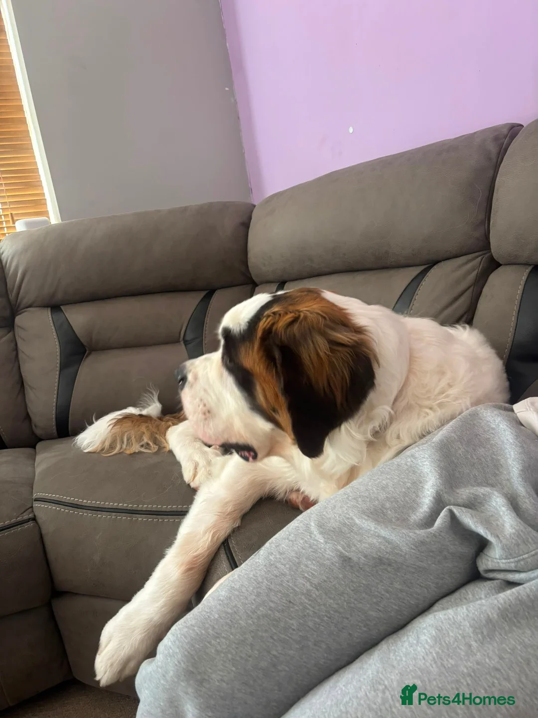 Saint Bernard dogs for sale: 8 month old st bernard - Advert 3