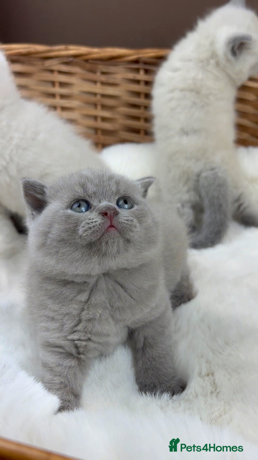 British Shorthair cats for sale: GCCF Health tested British Shorthaired kittens - Image 16