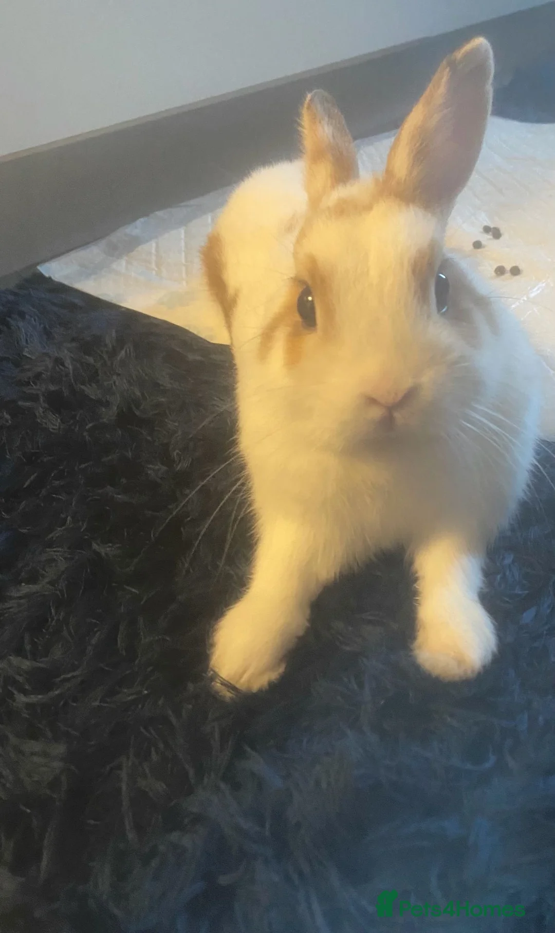 Netherland Dwarf rabbits for sale: Netherland dwarf boy - Advert 4