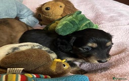 Dachshund dogs for sale: KC reg PRA clear gorgeous puppies - Image 17