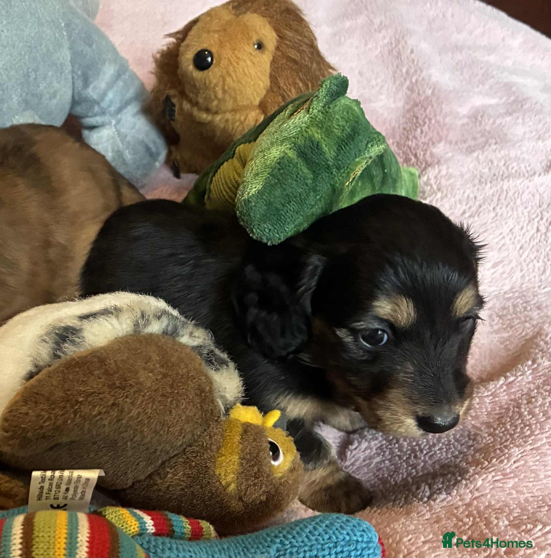 Dachshund dogs for sale: KC reg PRA clear gorgeous puppies - Image 17