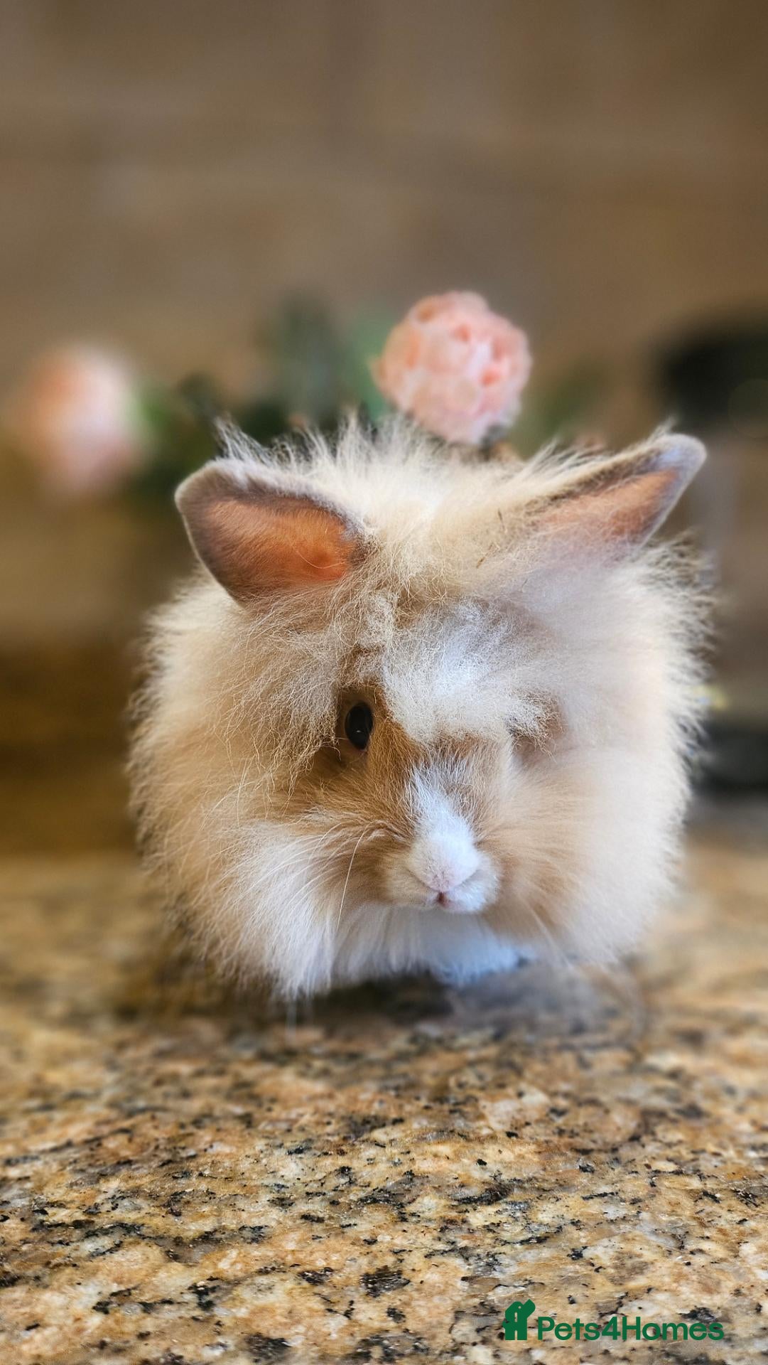 Lionhead rabbits Milo the baby Lionhead  - Advert 4