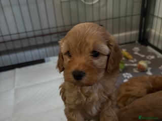 Cavapoo dogs F1BB TINY CAVAPOO’s - Advert 2