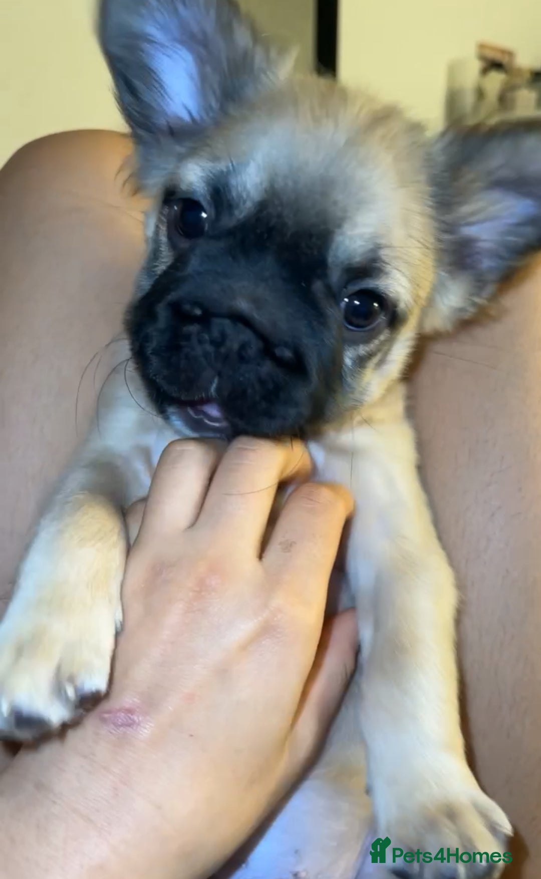 French Bulldog dogs for stud: Milo our fluffy frenchie🤎🖤 - Advert 7