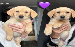 Labrador Retriever dogs for sale: Ready Now Outstanding Show Type Labradors🩷 - Image 1
