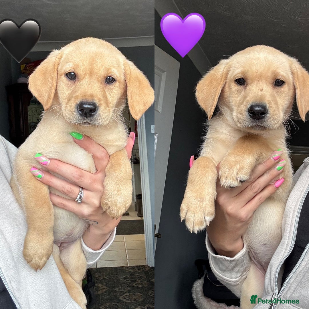 Labrador Retriever dogs for sale: Ready Now Outstanding Show Type Labradors🩷 - Image 1