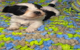 Biewer Terrier dogs for sale: Pure breed Biewer Terrier puppies 4 Generation  - Image 3