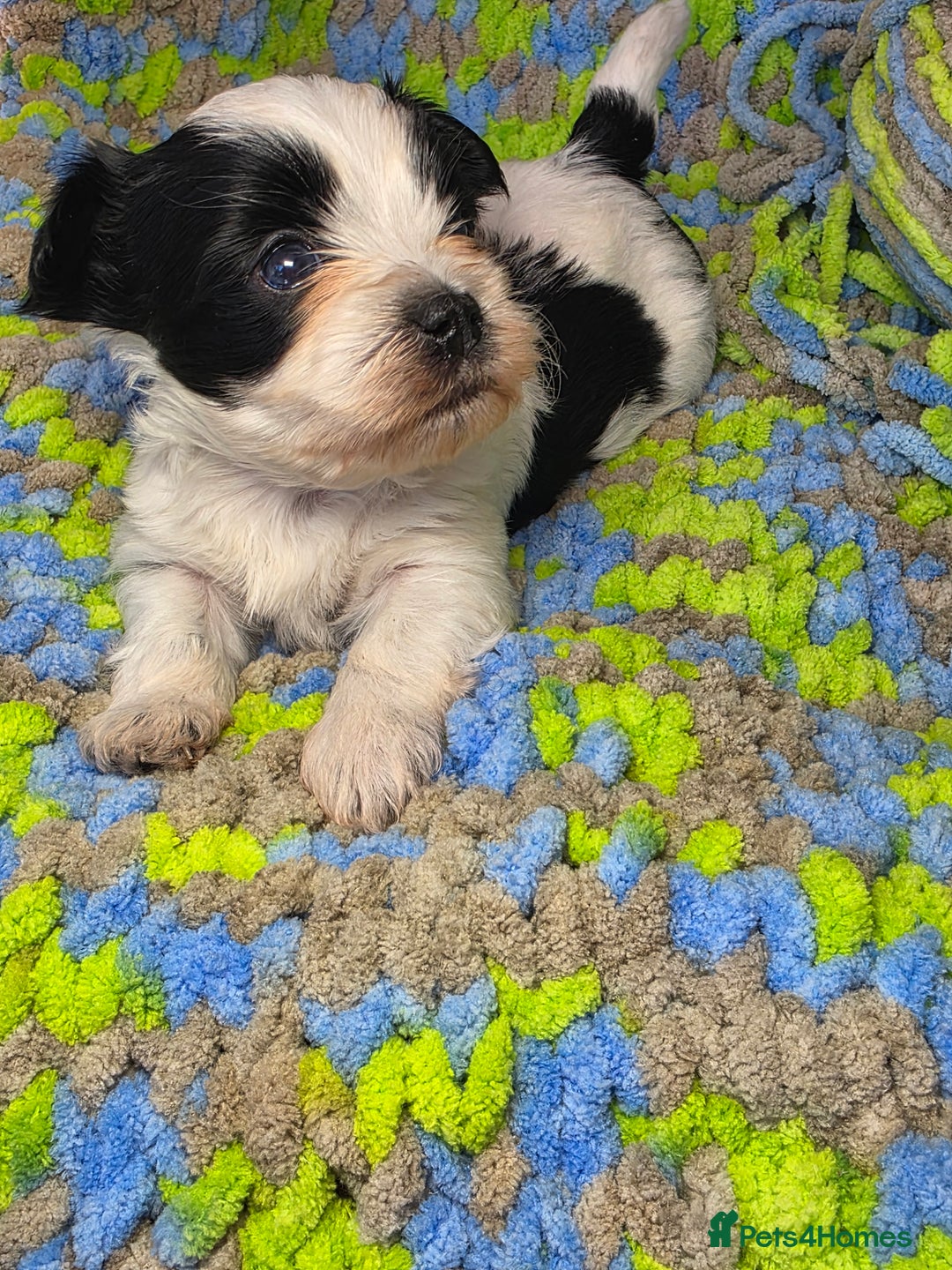 Biewer Terrier dogs for sale: Pure breed Biewer Terrier puppies 4 Generation  - Image 3