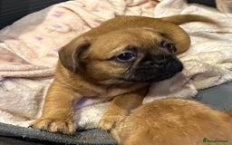 Mixed Breed dogs for sale: Frenchie X - Image 2
