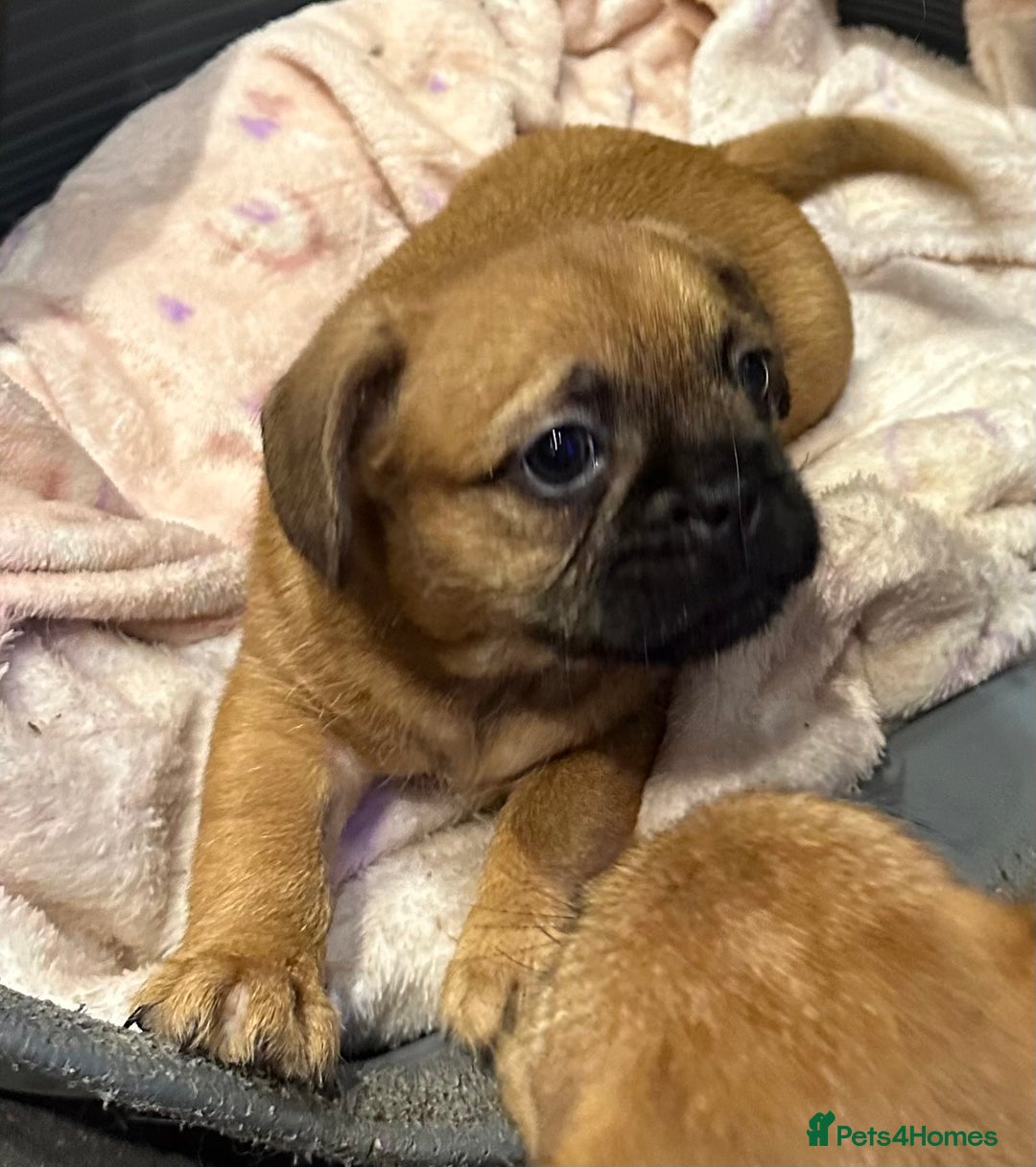 Mixed Breed dogs for sale: Frenchie X - Image 2