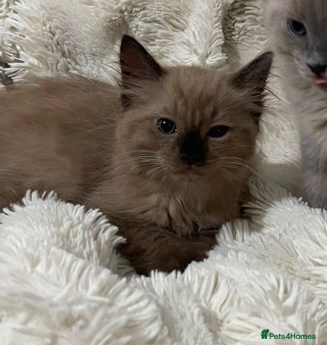 Ragdoll cats Stunning RARE ragdolls available (plus Persian) - Advert 1