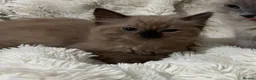 Ragdoll cats for sale: Stunning RARE ragdolls available (plus Persian) - Advert 2