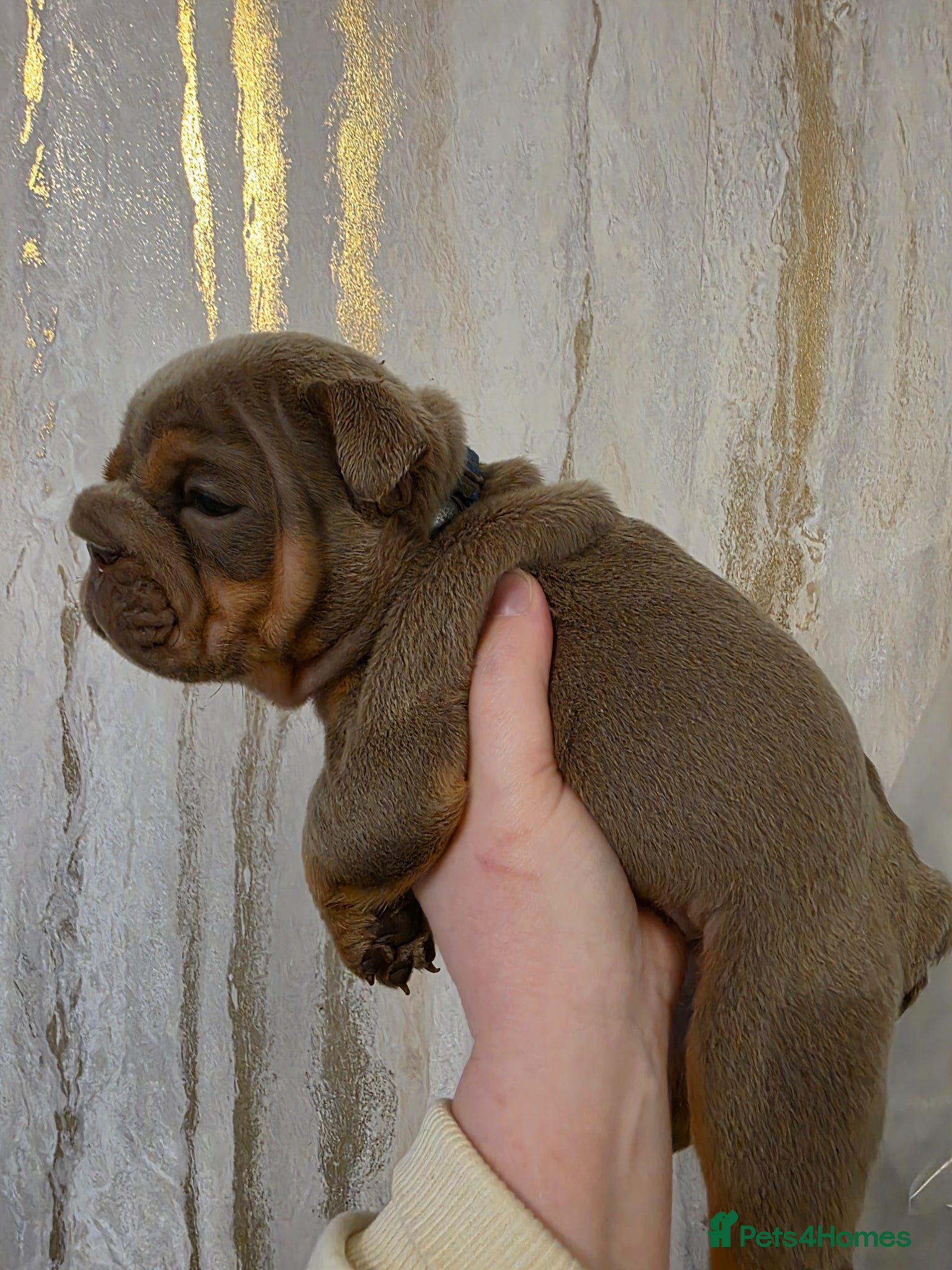 English Bulldog dogs british bulldog pups - Advert 2