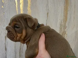 English Bulldog dogs british bulldog pups - Advert 2