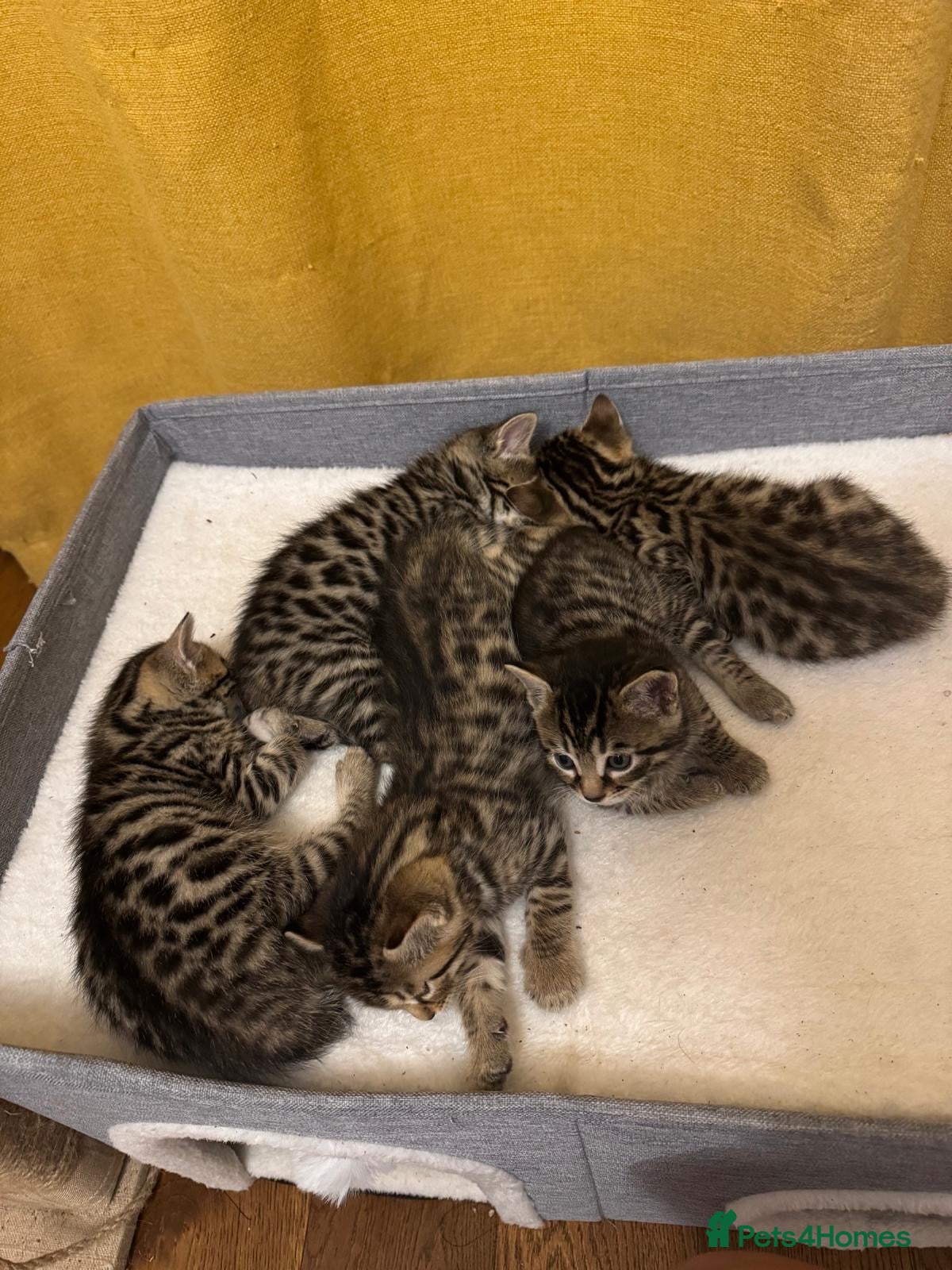 Bengal cats for sale: Adorable little creatures, bengals - Advert 10