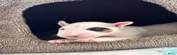 English Bull Terrier dogs for sale: English bull terrier puppy (female)  - Advert 4