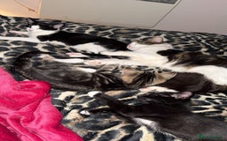 British Shorthair cats for sale: Male Tuxedo - Image 9