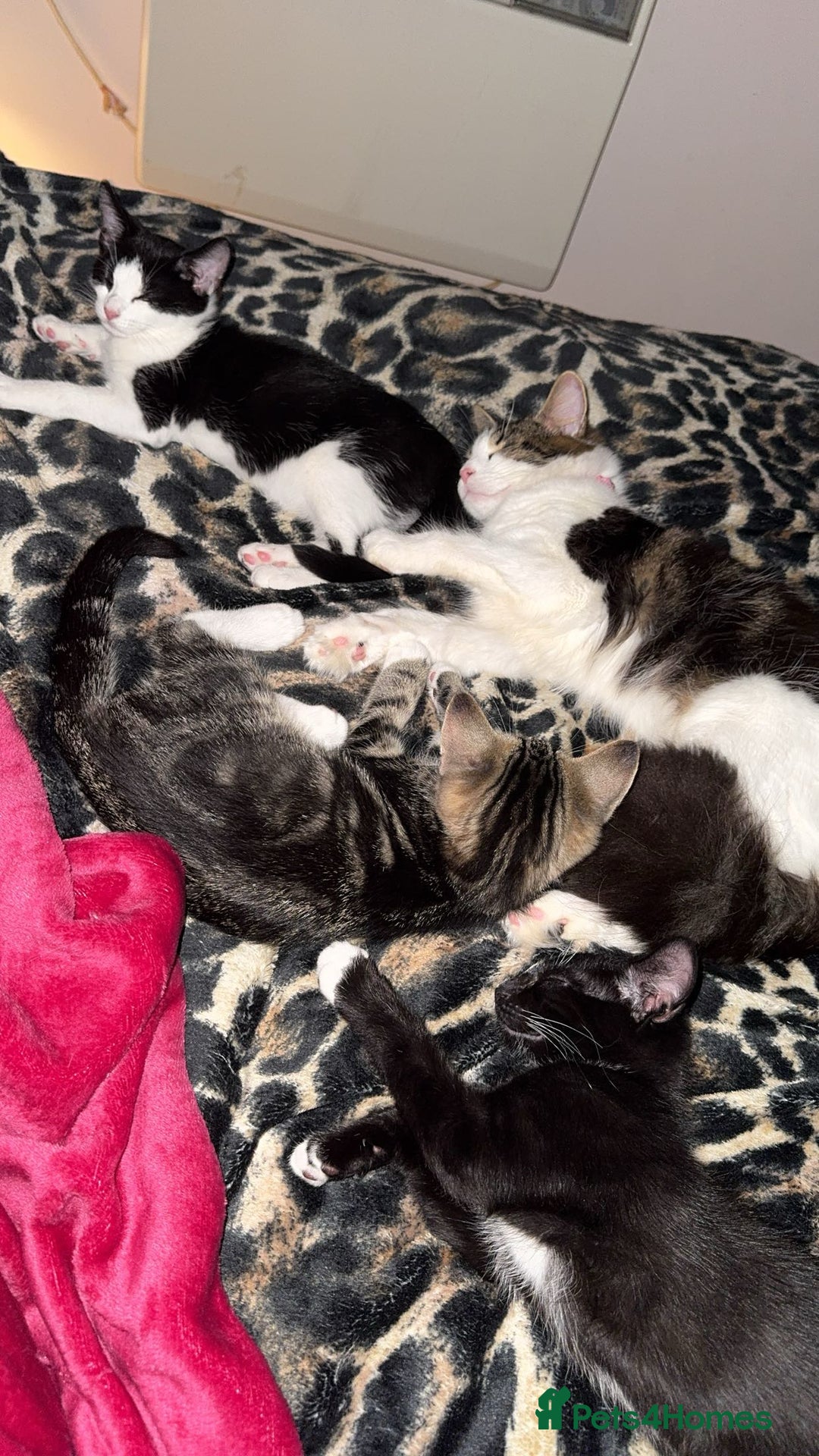 British Shorthair cats for sale: Male Tuxedo - Image 9