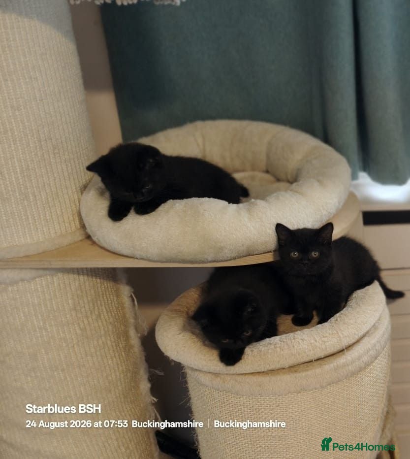 British Shorthair cats GCCF Registered British Shorthair Kittens Black  - Advert 1
