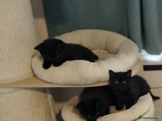 British Shorthair cats GCCF Registered British Shorthair Kittens Black - Advert 1