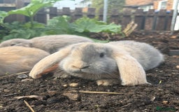 French Lop rabbits for sale: Litter of Giant French Lop Bunnies 🩵🩷 - Advert 8
