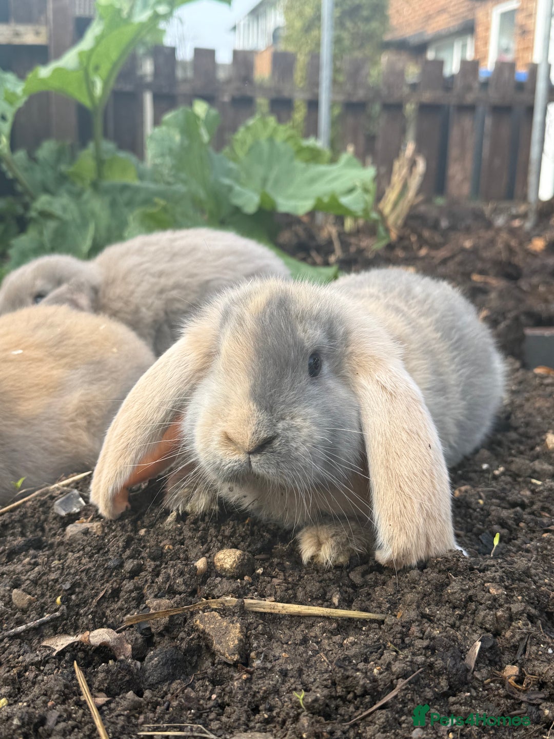 French Lop rabbits for sale: Litter of Giant French Lop Bunnies 🩵🩷 - Advert 8