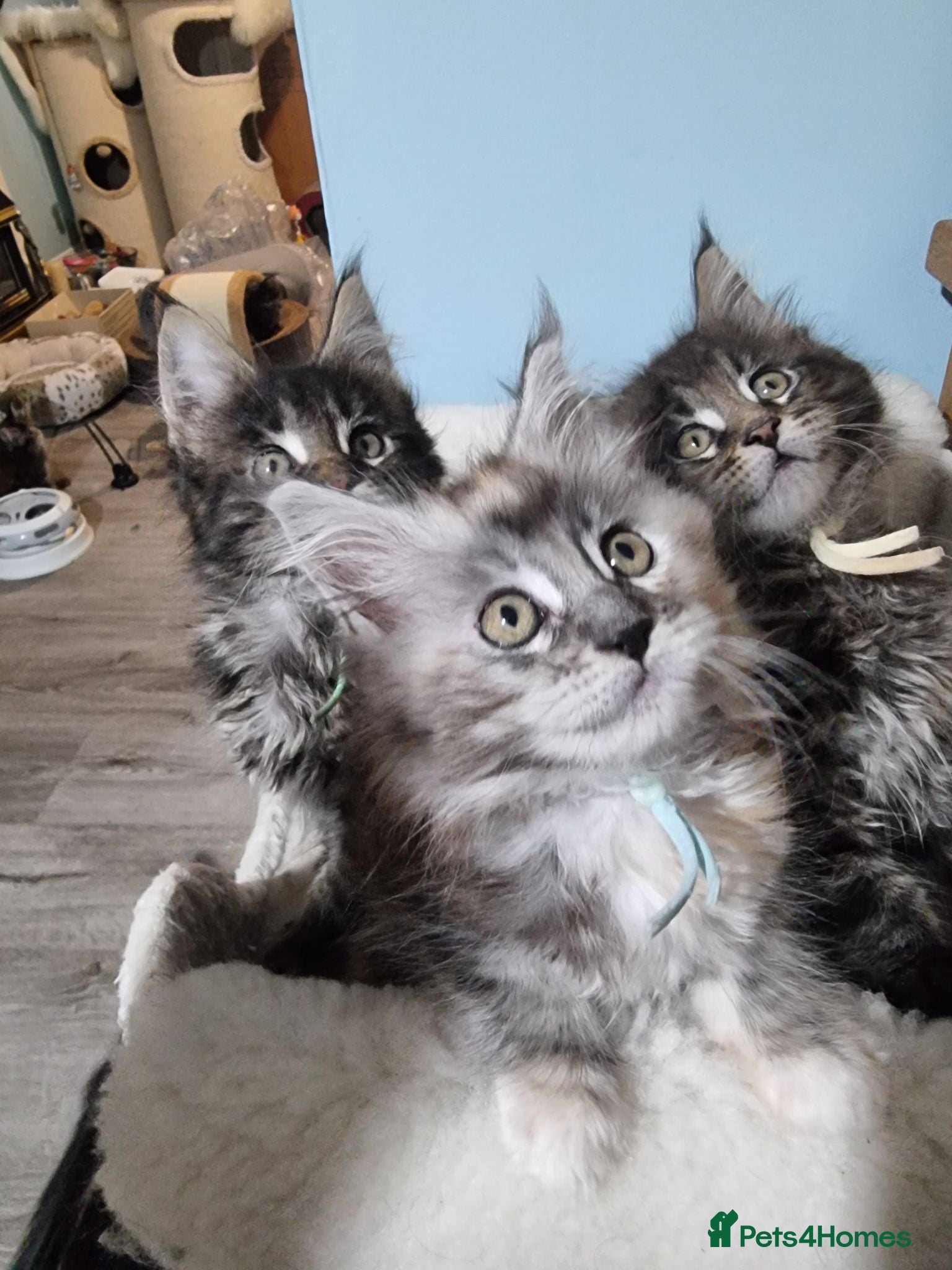 Maine Coon cats Pedigree GCCF Registered Maine Coon Kittens - Advert 2